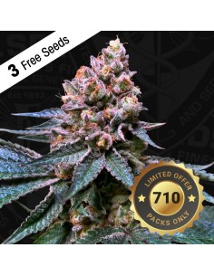 Black Apple Hitchcock 2