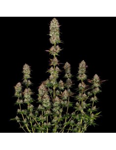 Apricot Candy by Paradise Seeds 2