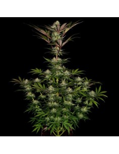 Chocolate Wafflez by Paradise Seeds 2