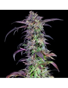 Orangina - Grateful Seeds