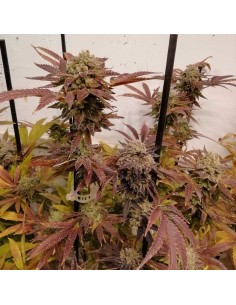 Z Head - Greateful Seeds 2