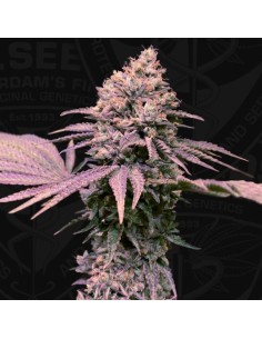London Mint Cake 710 Special Pack by T.H. Seeds - Cannabis Seeds