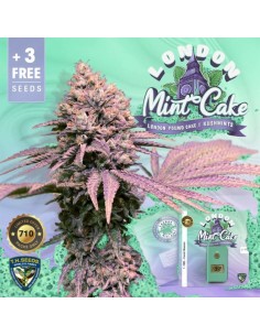 London Mint Cake 710 Special Pack by T.H. Seeds - Cannabis Seeds 2