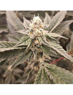 Golden Pussy - Grateful Seeds