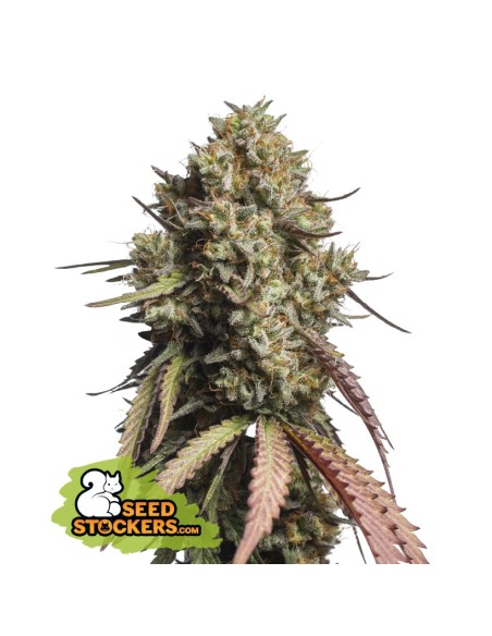 Gorilla Cookies Auto (Seedstockers) Autoflowering Seeds