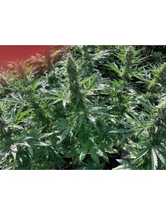 Alaskan Diesel Auto 2