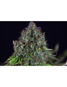 Auto Jack Herer 2