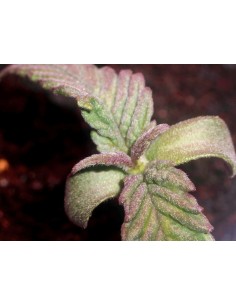 Purple Ghost Candy 2