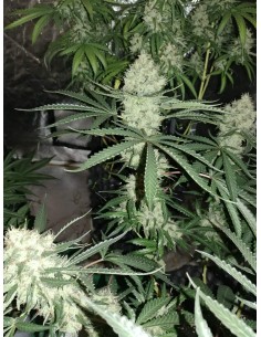 Strawberry Banana Grape 2