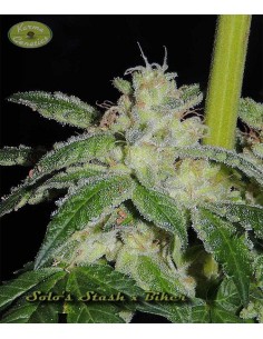 Solo's Stash x Biker