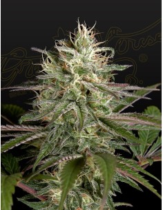 Exodus Cheese x Clementine