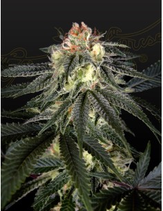 Exodus Cheese x Durban Panama