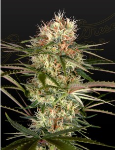 Exodus Cheese x Jack Herer x NL5