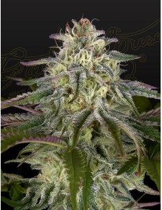 GH Cheese x Lemon Wookie Glue