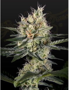 GH Cheese x Pineapple x Chemdog