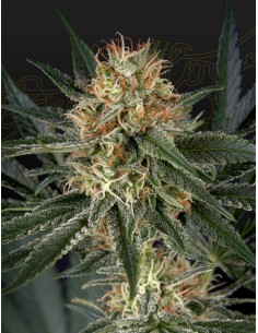 GH Cheese x Sour Banana