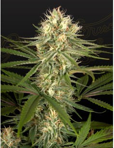 Hawaiian Snow x Amnesia x Dosidos