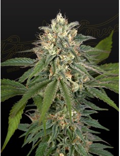 Hawaiian Snow x Amnesia x Face Off