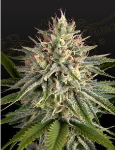 Hawaiian Snow x Sour Banana