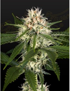 Hawaiian Snow x Wedding Cake x Gelato 33