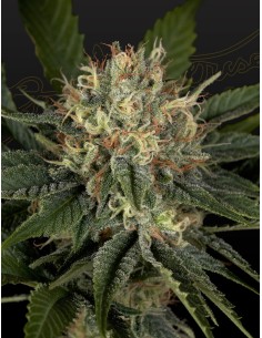 Super Lemon Haze x Banana Punch