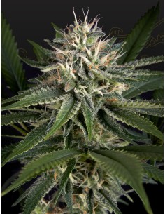 Super Lemon Haze x Clementine