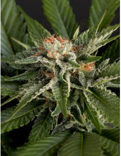 Super Lemon Haze x Gelato