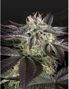 Sweet Valley Kush x Amnesia x Dosidos