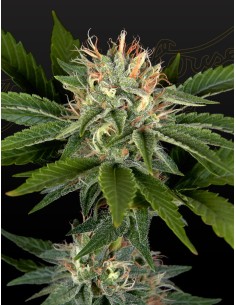 Sweet Valley Kush x California Black Roze