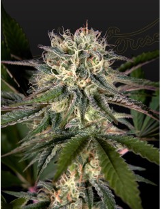 Sweet Valley Kush x Swaziland