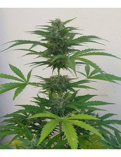 Auto Blueberry Cheesecake 2