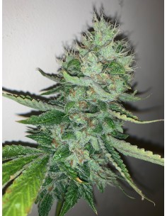 East Coast Sour Peach