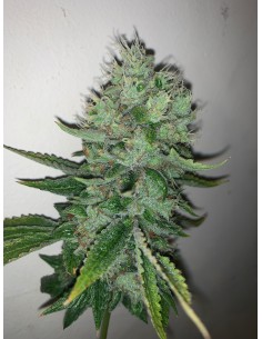 East Coast Sour Peach 2