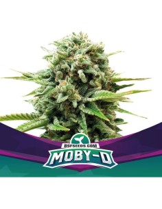 Moby D 2