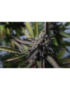 Strawberry Chemdawg OG 2