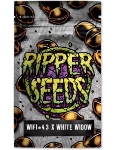 Wifi 43 x White Widow