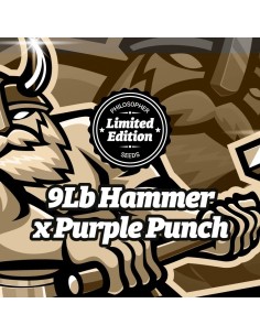 9Lb Hammer x Purple Punch