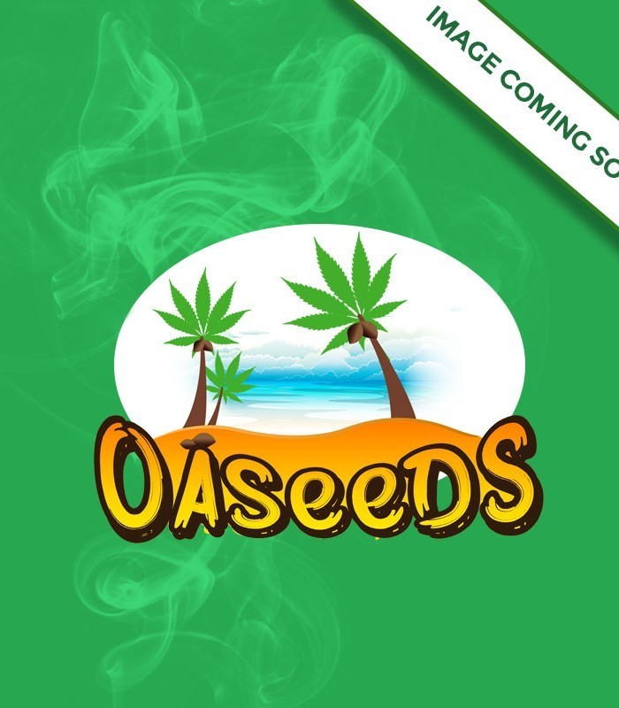 Agent Orange Von Philosopher Seeds Hanfsamen Oaseeds