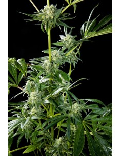 Animal Cookies x Animal Cookies 2