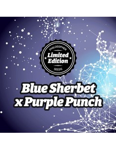 Blue Sherbet x Purple Punch