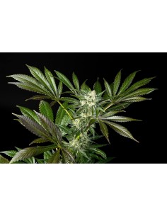 Fruity Jack x Animal Cookies 2