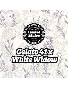 Gelato 41 x White Widow