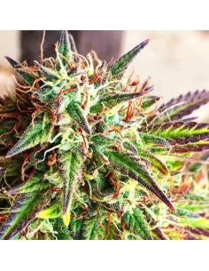 Girl Scout Cookies Auto