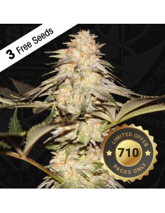 BubbleBananaGum 710 Special Pack 2