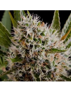 Lithium OG Kush Auto