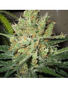 PPP (Pure Power Plant)