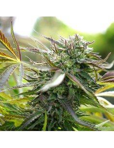 Pineapple Chem Auto 2