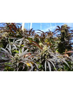 Runtz Fast Flowering 2