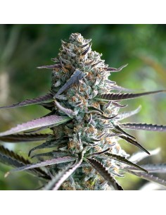 Runtz Fast Flowering