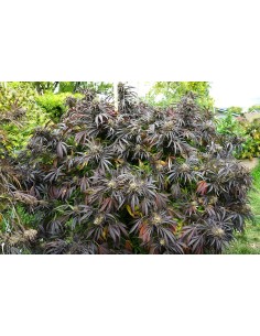 White Runtz Fast Flowering 2